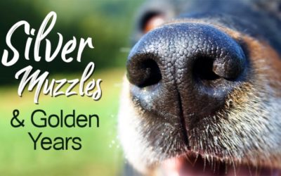 Silver Muzzles and Golden Years