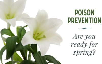 Pet Poison Prevention: Are You Ready for Spring?