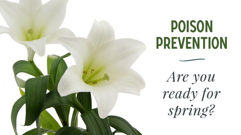 Pet Poison Prevention: Are You Ready for Spring?
