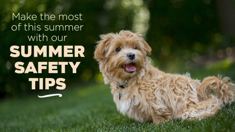 Make the Most of this Summer with Our Summer Safety Tips