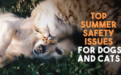 The Top Summer Safety Issues for Dogs and Cats