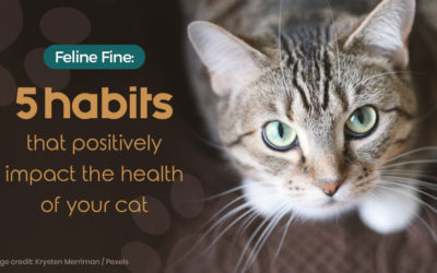 5 Habits that Positively Impact the Health of Your Cat