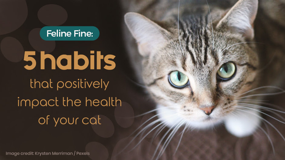 Cat Health