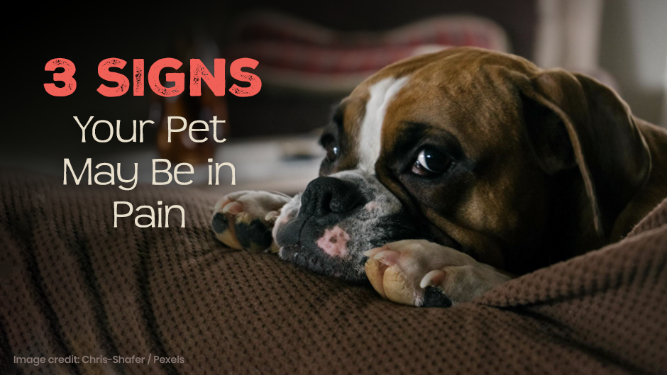 Signs of Pet Pain