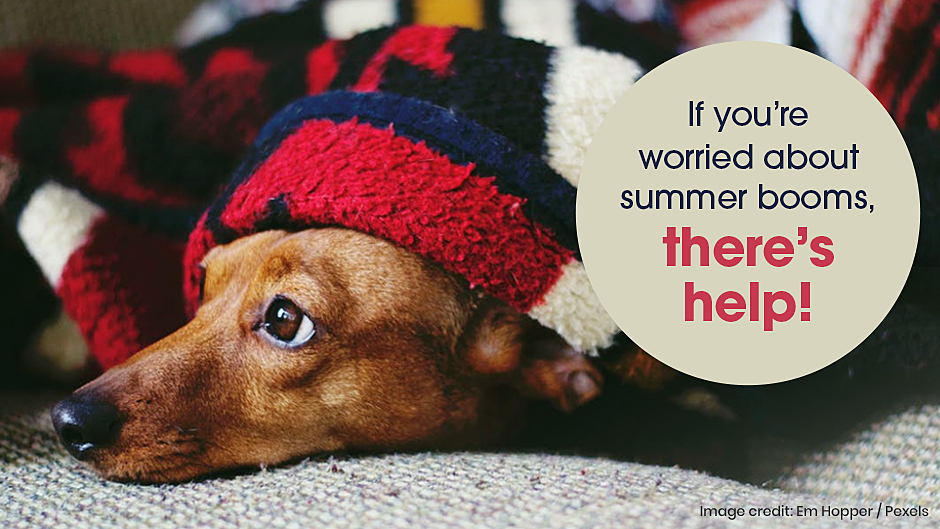 Help Your Pets with Summer Booms