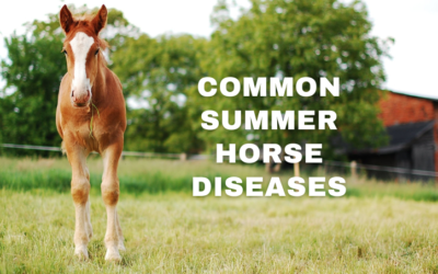 Common Summer Horse Diseases