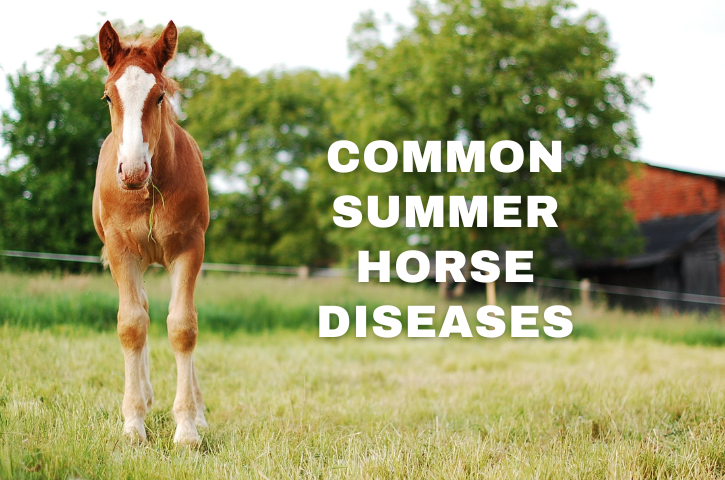 Common Summer Horse Diseases