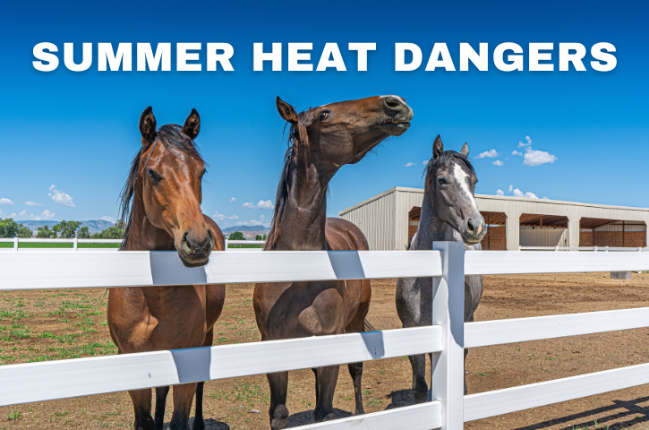 Summer Heat Dangers