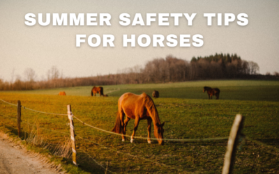 Summer Safety Tips for Horses