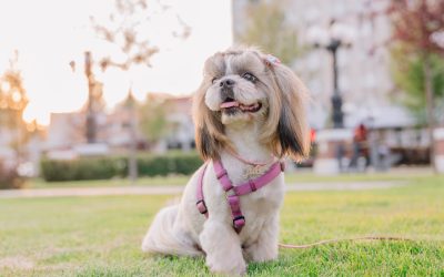 Heartworm in Dogs